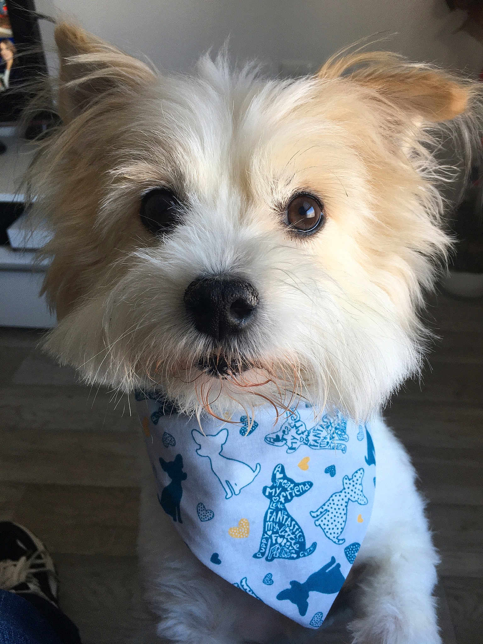 Gizmo