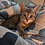 animal, bed, blanket, cat, closeup, comfort, cozy, cute, domestic, ears, fur, indoor, kitten, pet, resting, sleepy, soft, tabby, whiskers, young