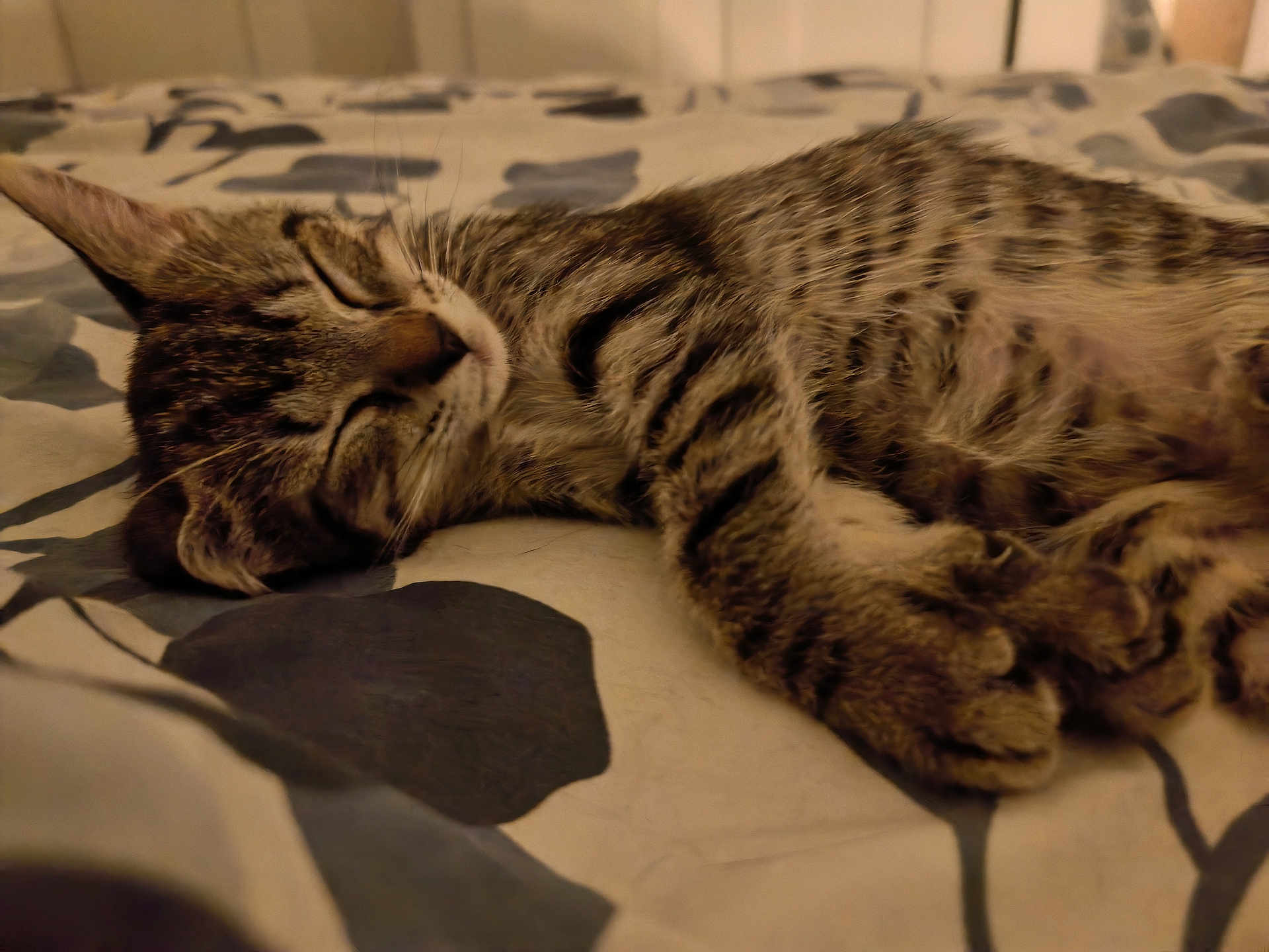 Nova