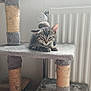 Nova participe au concours pour gagner de l'argent avec cette photo : cardboard_box, cat, cat_tree, cozy, cute, feline, fur, gray, home, indoor, kitten, paws, pet, radiator, resting, scratching_post, sleepy, tabby, whiskers, young_cat