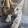 Nova a rejoint le concours — aidez-le/la à gagner de superbes lots ! animal, cat, cat_tree, claws, closeup, curious, cute, feline, fur, gray, household, indoor, kitten, paws, pet, resting, stretching, tabby, whiskers, young