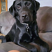 Ash joined the competition — help win amazing prizes! dog, black_labrador, labrador_retriever, pet, indoor, couch, collar, canine, animal, portrait, relaxed, domestic, furniture, home, companion, mammal, laying_down, looking_at_camera, ears, snout