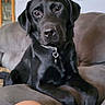 dog, black_labrador, labrador_retriever, pet, indoor, couch, collar, canine, animal, portrait, relaxed, domestic, furniture, home, companion, mammal, laying_down, looking_at_camera, ears, snout