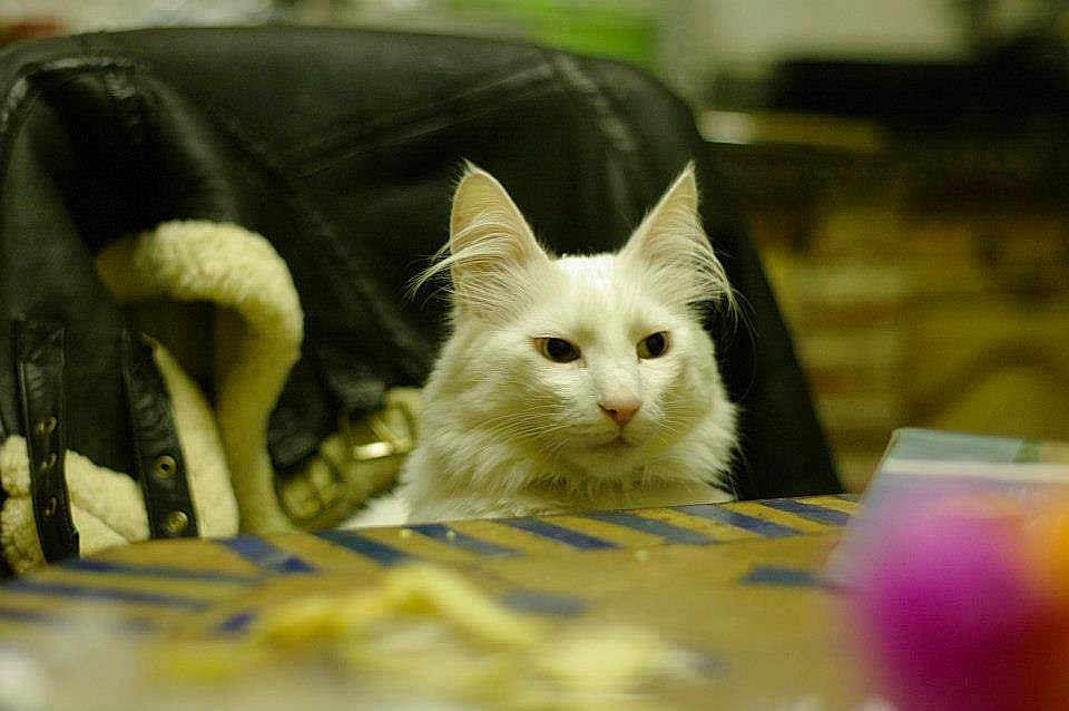 Valentin