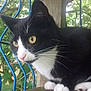 Les Littles Cats participe au concours pour gagner de l'argent avec cette photo :