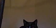 Les Littles Cats participe au concours pour gagner de l'argent avec cette photo :