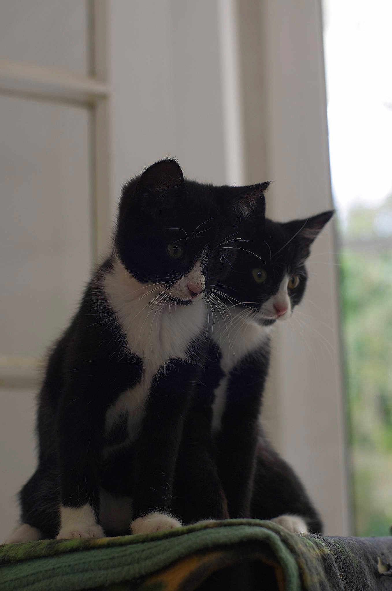 Les Littles Cats