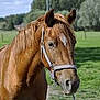 Kenjeo's El Rosso participe au concours pour gagner de l'argent avec cette photo :