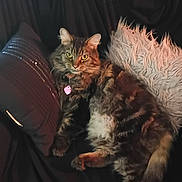 Binx joined the competition — help win amazing prizes! cat, tabby, fluffy, yellow_eyes, collar, pink_tag, couch, pillow, black_pillow, white_pillow, indoor, pet, relaxed, furniture, fur, animal, resting, domestic_cat, portrait, cozy