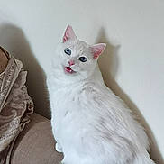 Mary is registered to the contest to win money with this photo: cat, white_cat, blue_eyes, fluffy, pet, animal, indoor, couch, furniture, looking_back, mouth_open, curious, domestic_cat, sitting, feline, soft_fur, close_up, cute, household, portrait