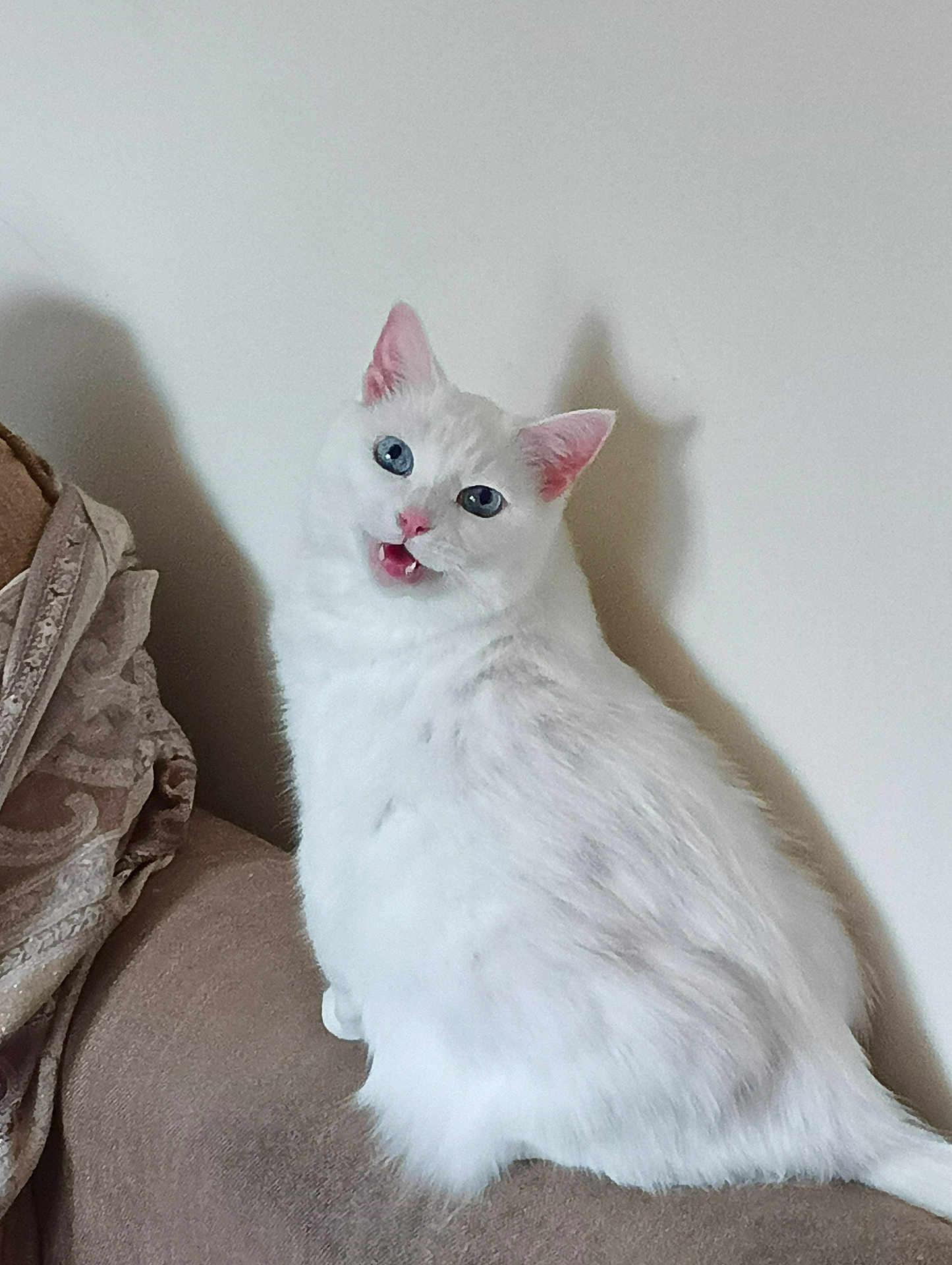 Mary is registered to the contest to win money with this photo: cat, white_cat, blue_eyes, fluffy, pet, animal, indoor, couch, furniture, looking_back, mouth_open, curious, domestic_cat, sitting, feline, soft_fur, close_up, cute, household, portrait
