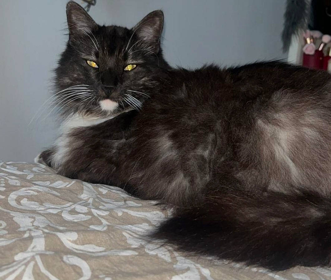 Dana a rejoint le concours — aidez-le/la à gagner de superbes lots ! black_cat, box, carnivore, cat, cat_supply, claw, comfort, domestic_short_haired_cat, felidae, flooring, fur, grey, paw, small_to_medium_sized_cats, snout, tail, terrestrial_animal, whiskers