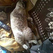 Flocon participe au concours pour gagner de l'argent avec cette photo :