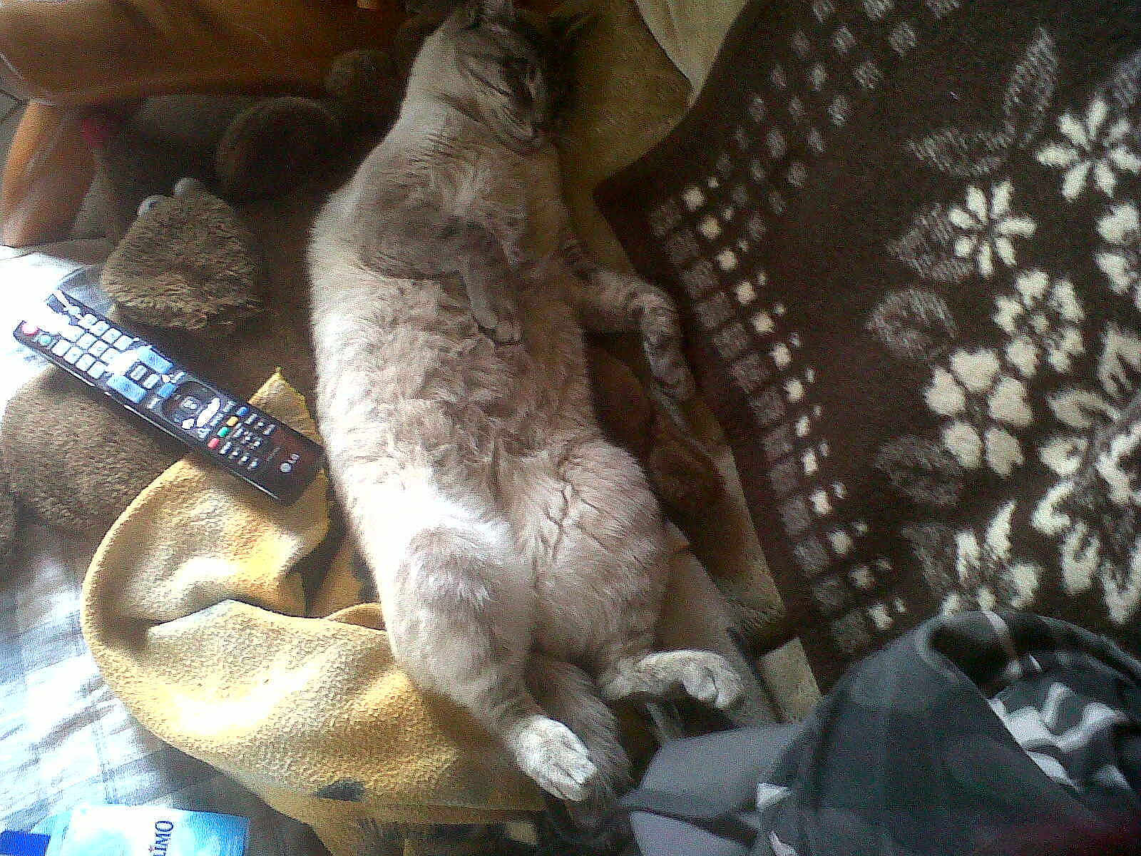 Flocon participe au concours pour gagner de l'argent avec cette photo :