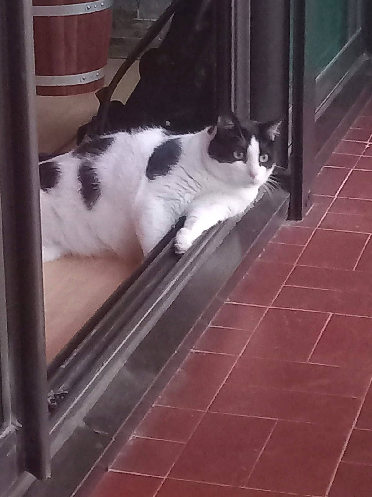 Angelo participe au concours pour gagner de l'argent avec cette photo : black, carnivore, cat, comfort, domestic_short_haired_cat, felidae, floor, flooring, fur, hardwood, human_leg, mammal, road_surface, small_to_medium_sized_cats, snout, tail, tile_flooring, tints_and_shades, whiskers, wood