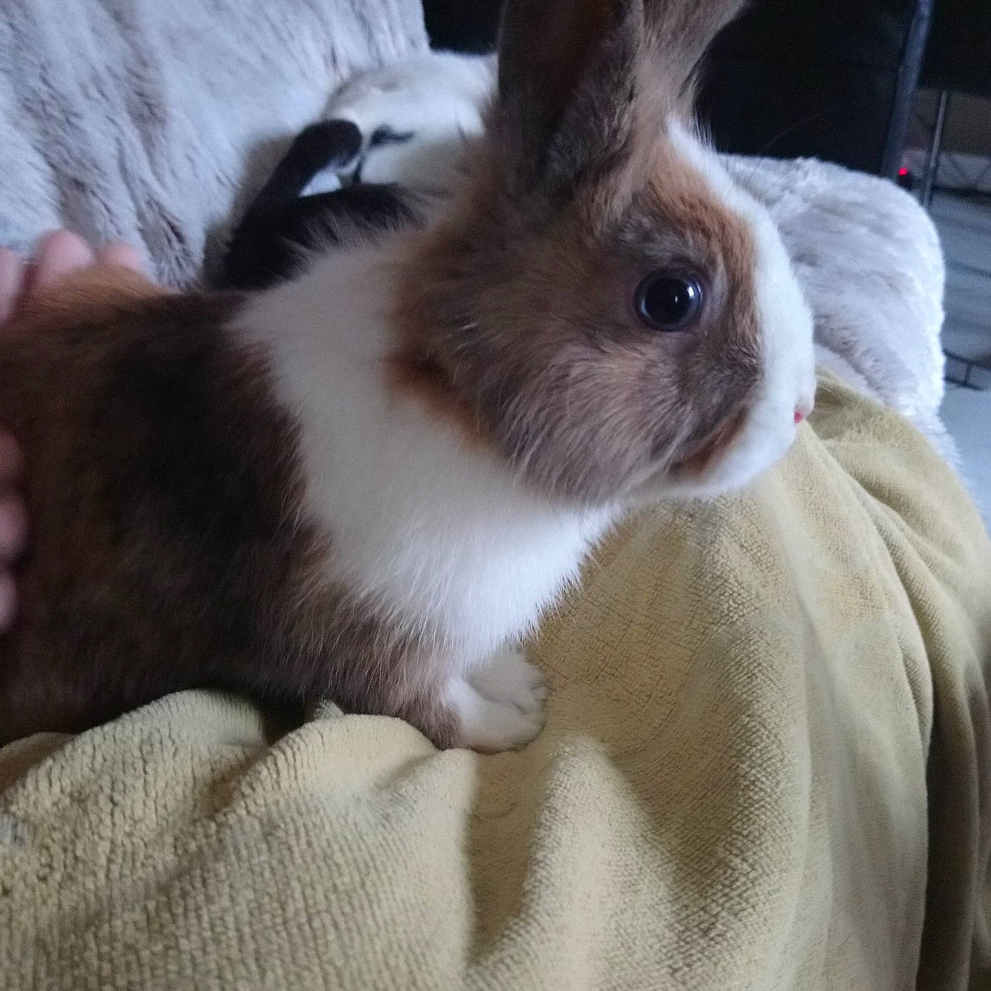 Praline participe au concours pour gagner de l'argent avec cette photo : angora_rabbit, domestic_rabbit, ear, fawn, hare, mammal, rabbit, rabbits_and_hares, skin, snout, whiskers