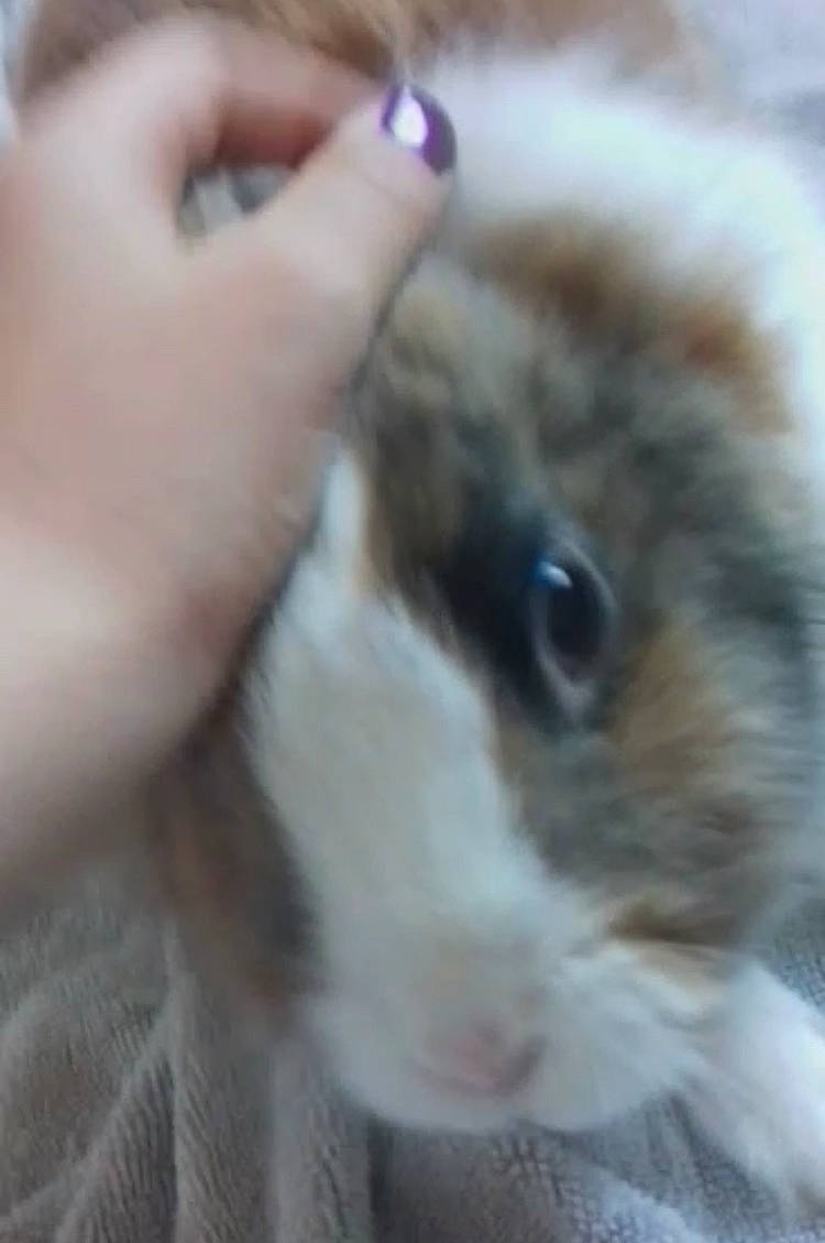 Praline participe au concours pour gagner de l'argent avec cette photo : cat, ear, eye, fawn, felidae, guinea_pig, iris, rabbit, rabbits_and_hares, rodent, small_to_medium_sized_cats, snout, whiskers