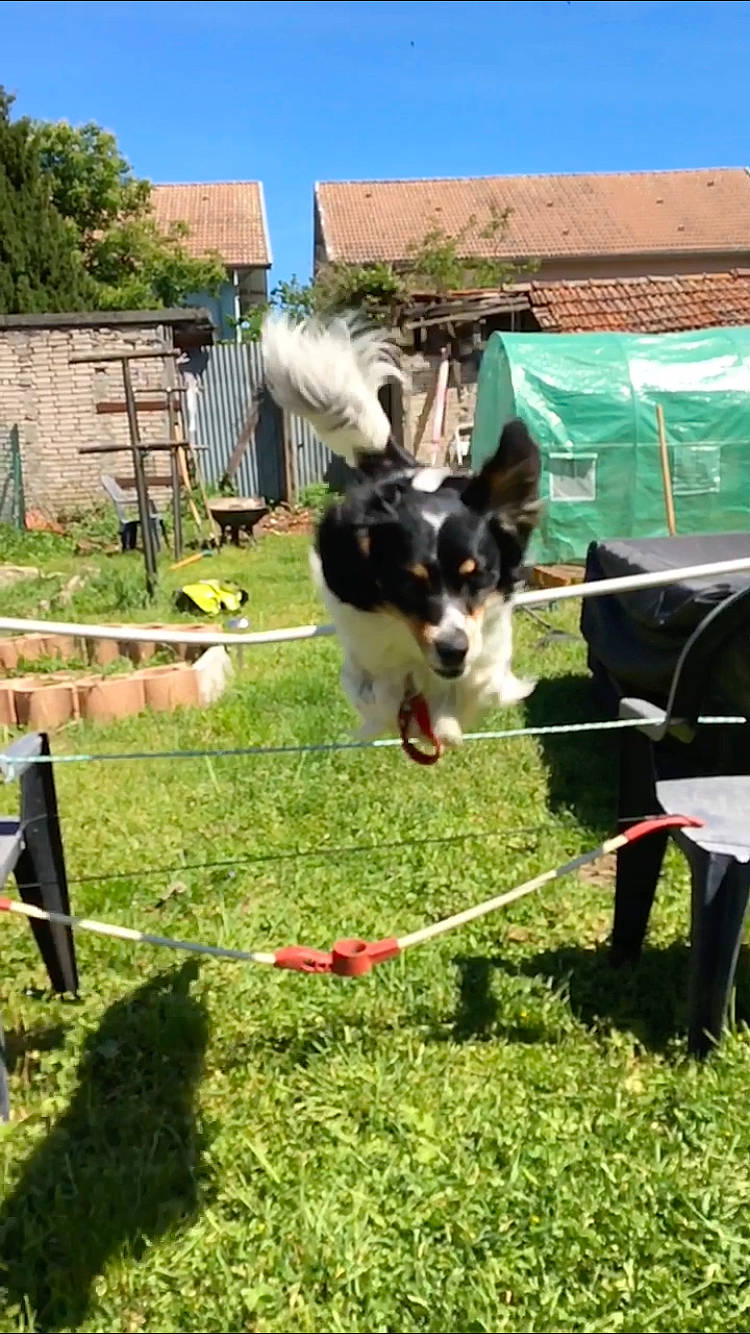 Milou a rejoint le concours — aidez-le/la à gagner de superbes lots ! australian_shepherd, border_collie, canidae, carnivore, dog, dog_agility, dog_breed, dog_sports, herding_dog, lawn, mammal, obedience_training, sporting_group, vertebrate, working_dog