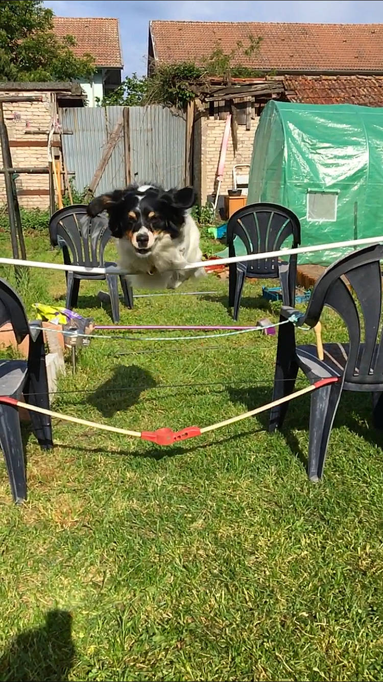 Milou a rejoint le concours — aidez-le/la à gagner de superbes lots ! bicycle_accessory, border_collie, canidae, carnivore, cart, dog, dog_agility, dog_breed, dog_sports, fence, lawn, obedience_training, sporting_group, vehicle