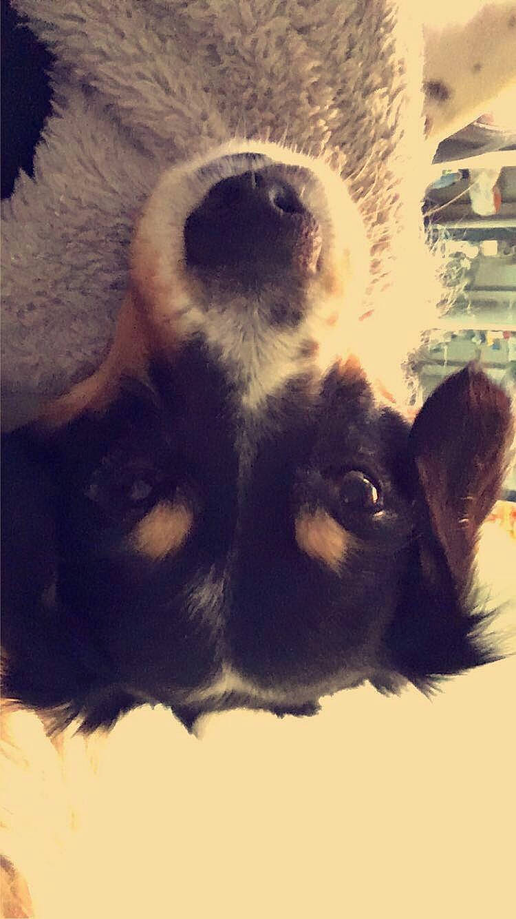 Milou a rejoint le concours — aidez-le/la à gagner de superbes lots ! canidae, carnivore, dog_breed, ear, eye, fur, illustration, nose, paw, puppy, snout