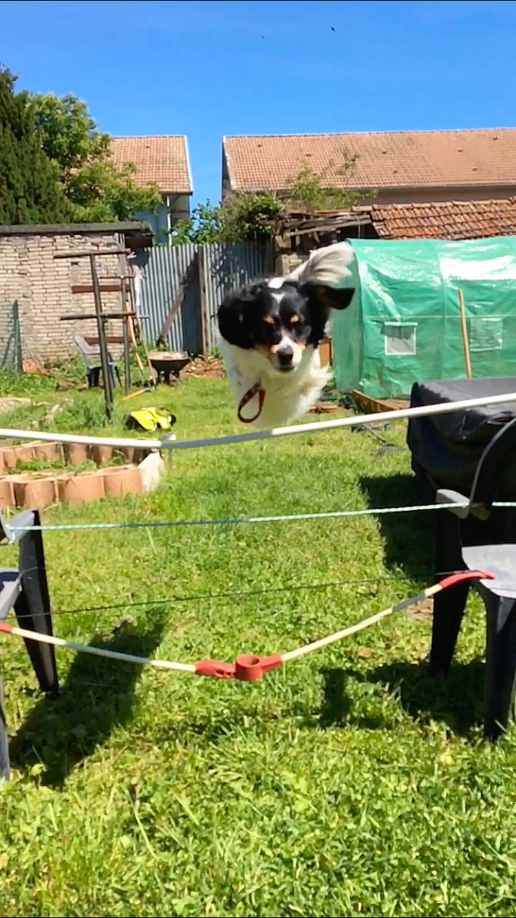 Milou a rejoint le concours — aidez-le/la à gagner de superbes lots ! border_collie, bovine, canidae, dairy_cow, dog_breed, farm, fence, grass, grassland, grazing, pasture