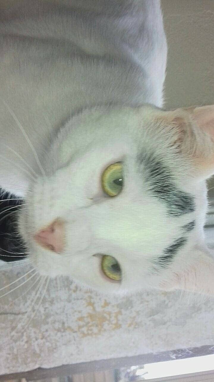 Olive a rejoint le concours — aidez-le/la à gagner de superbes lots ! aegean_cat, american_shorthair, american_wirehair, asian, burmilla, carnivore, cat, domestic_short_haired_cat, european_shorthair, eye, felidae, fur, khao_manee, kitten, mammal, nose, small_to_medium_sized_cats, snout, turkish_angora, whiskers