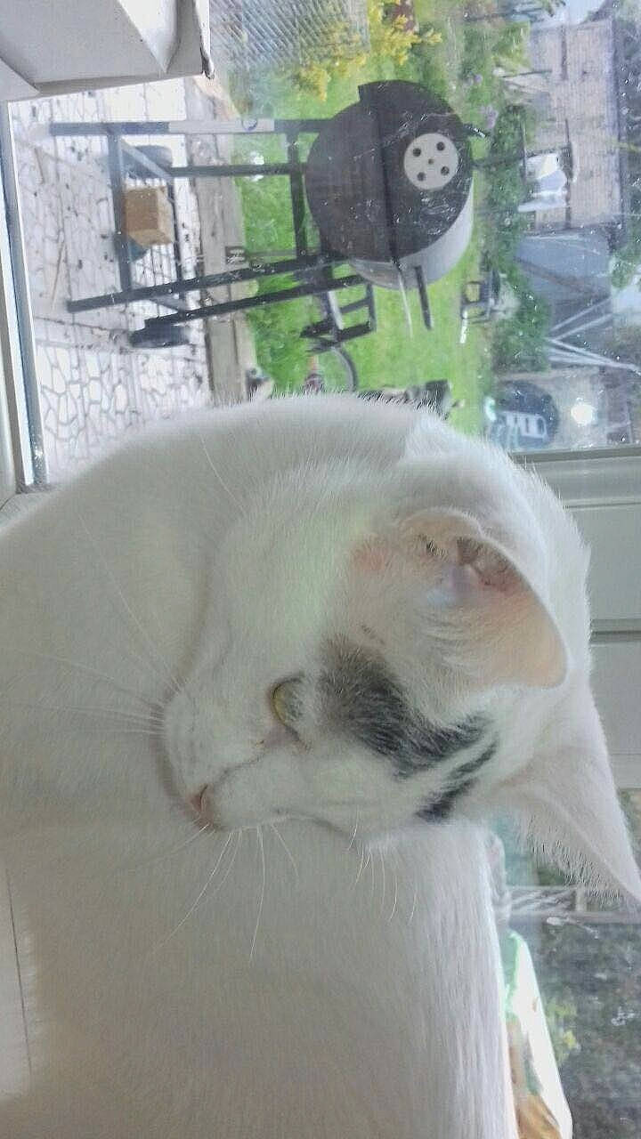 Olive participe au concours pour gagner de l'argent avec cette photo : british_shorthair, carnivore, cat, fawn, felidae, fur, kitten, persian, small_to_medium_sized_cats, tail, turkish_angora, whiskers