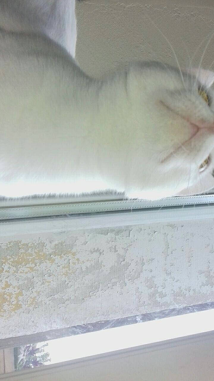 Olive participe au concours pour gagner de l'argent avec cette photo : white