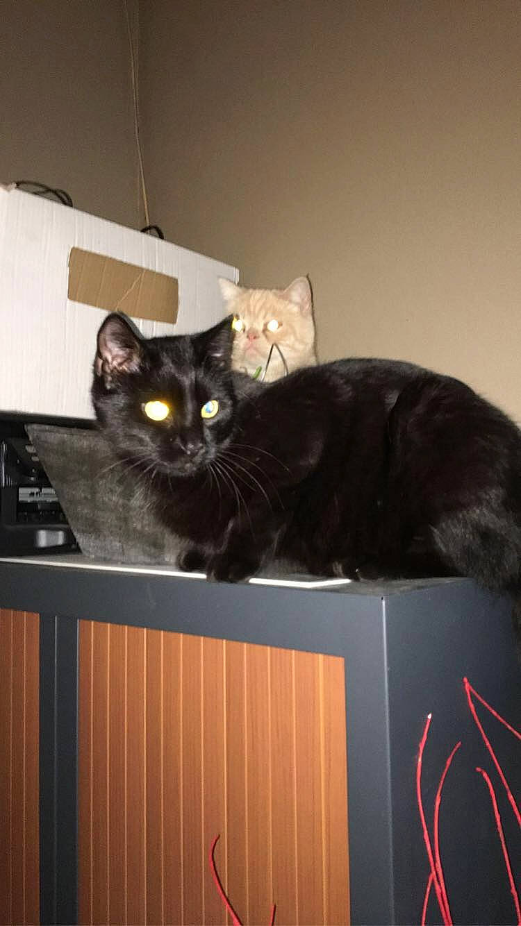 Oliver a rejoint le concours — aidez-le/la à gagner de superbes lots ! asian, black_cat, bombay, carnivore, cat, domestic_short_haired_cat, european_shorthair, felidae, mammal, small_to_medium_sized_cats, whiskers