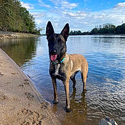 Aska participe au concours pour gagner de l'argent avec cette photo : dog, belgian_malinois, standing, river, water, shoreline, beach, sand, outdoors, nature, landscape, blue_sky, clouds, trees, reflection, wet, collar, pointy_ears, portrait, daylight