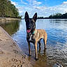 dog, belgian_malinois, standing, river, water, shoreline, beach, sand, outdoors, nature, landscape, blue_sky, clouds, trees, reflection, wet, collar, pointy_ears, portrait, daylight