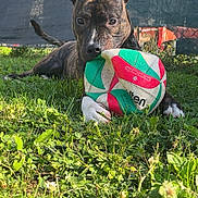 Koba participe au concours pour gagner de l'argent avec cette photo : dog, brindle, grass, ball, outdoor, pet, playful, chewing, greenery, fence, sunlight, animal, canine, toy, nature, snout, ears, paws, laying_down, closeup