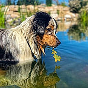 Pirate a rejoint le concours — aidez-le/la à gagner de superbes lots ! dog, water, pond, leaf, reflection, wet_fur, outdoor, nature, greenery, rocks, animal, canine, summer, sunlight, profile, peaceful, serene, closeup, daytime, tricolor