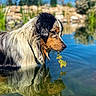 dog, water, pond, leaf, reflection, wet_fur, outdoor, nature, greenery, rocks, animal, canine, summer, sunlight, profile, peaceful, serene, closeup, daytime, tricolor