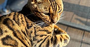 Pharell a rejoint le concours — aidez-le/la à gagner de superbes lots ! animal, bengal_cat, black, brown, cat, closeup, daylight, domestic_cat, ears, feline, fur_pattern, mesh_chair, outdoor_furniture, paw, pet, relaxed, resting, striped_fur, sunlight, whiskers