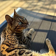 Pharell a rejoint le concours — aidez-le/la à gagner de superbes lots ! cat, spotted_cat, animal, pet, fur, whiskers, outdoor, sunlight, wood, relaxing, looking_up, close_up, mammal, nature, daylight, domestic_cat, feline, curious, shadow, texture