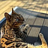 cat, spotted_cat, animal, pet, fur, whiskers, outdoor, sunlight, wood, relaxing, looking_up, close_up, mammal, nature, daylight, domestic_cat, feline, curious, shadow, texture