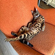 Pharell participe au concours pour gagner de l'argent avec cette photo : animal, cat, comfortable, cozy, ears, eyes, feline, fur_pattern, home, indoor, lounging, orange_chair, paws, pet, relaxed, spotted, stretching, tail, whiskers, wooden_floor