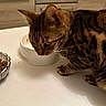 cat, tabby, food_bowl, kitchen, table, pet, animal, feline, domestic_cat, curious, brown, striped, whiskers, ears, indoor, meal, close_up, household, furniture, eye