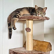 Grisly participe au concours pour gagner de l'argent avec cette photo : cat, tabby_cat, cat_tree, pet, animal, indoor, furniture, relaxed, lounging, tail, paw, toy, scratching_post, wood, brown, beige, soft_texture, minimalistic, wall, calm