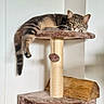cat, tabby_cat, cat_tree, pet, animal, indoor, furniture, relaxed, lounging, tail, paw, toy, scratching_post, wood, brown, beige, soft_texture, minimalistic, wall, calm