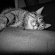 Garfield participe au concours pour gagner de l'argent avec cette photo :