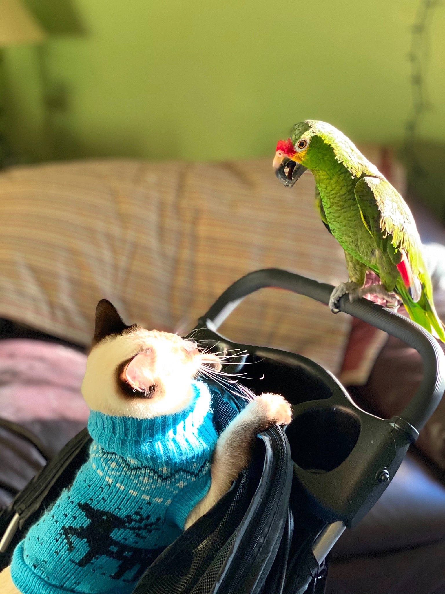 Nikki is registered to the contest to win money with this photo: beak, bicycle_handlebar, bird, bird_supply, couch, electric_blue, feather, felidae, macaw, parakeet, parrot, small_to_medium_sized_cats, stuffed_toy, tail, teddy_bear, terrestrial_plant, toy, vertebrate, whiskers, wing