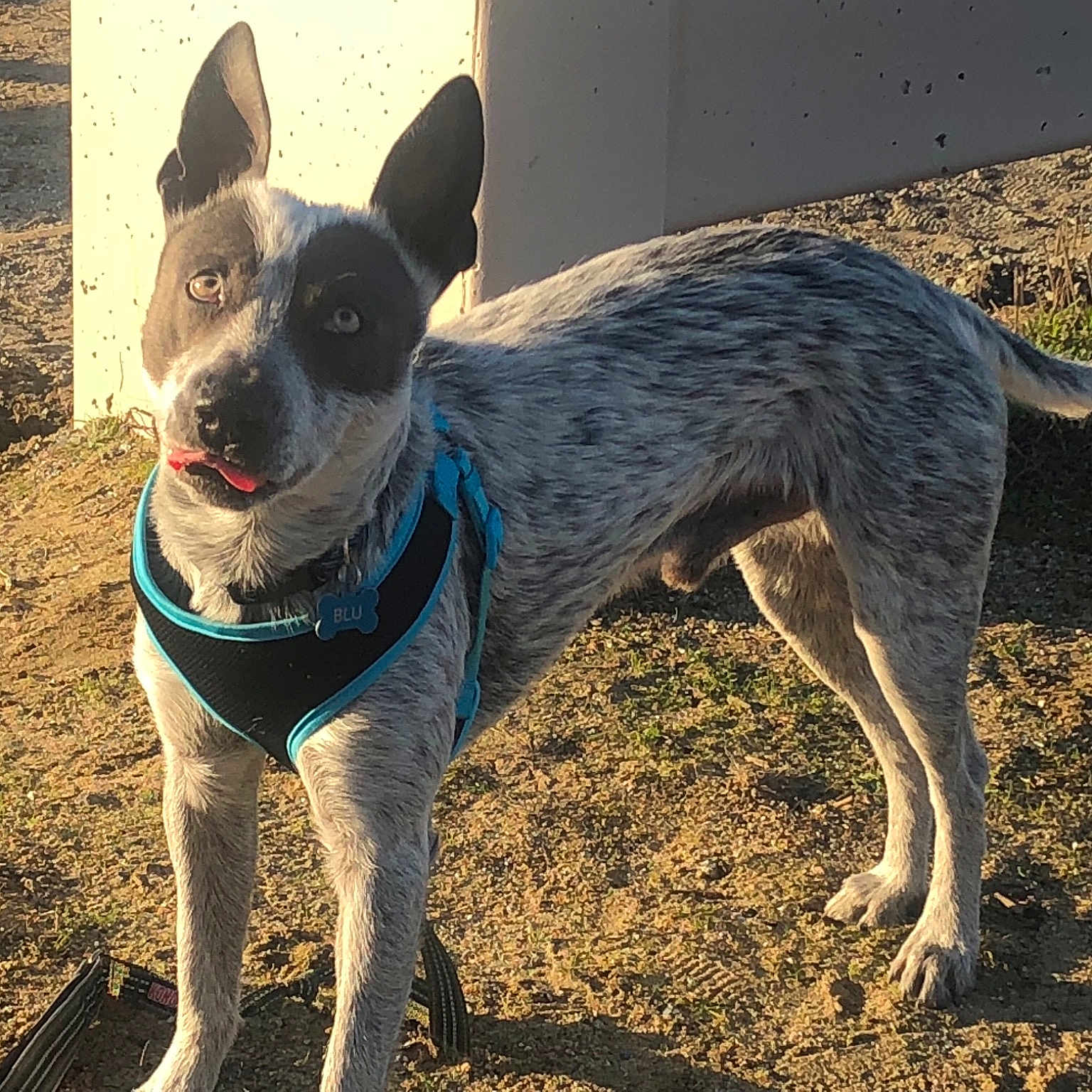 Blu