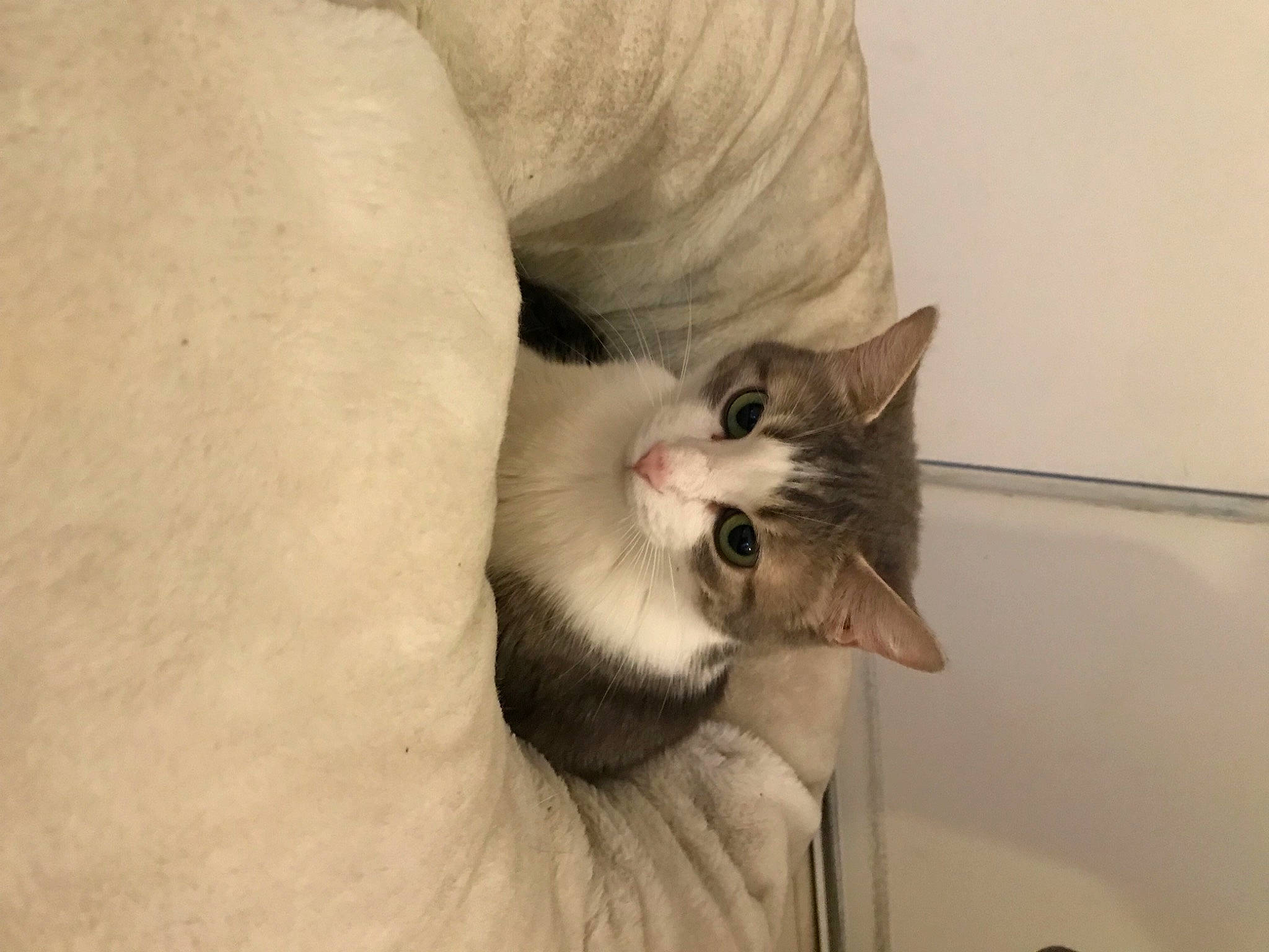 Simone a rejoint le concours — aidez-le/la à gagner de superbes lots ! carnivore, cat, claw, comfort, domestic_short_haired_cat, eye, fang, fawn, felidae, fur, grey, paw, small_to_medium_sized_cats, snout, tail, terrestrial_animal, whiskers