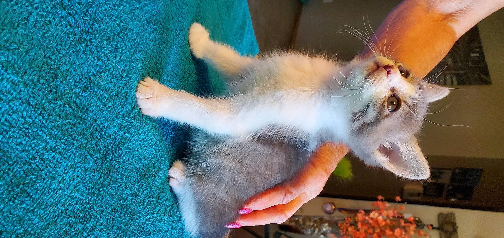 Pretty Boy Floyd joined the competition — help win amazing prizes! blue, carnivore, cat, claw, domestic_short_haired_cat, electric_blue, fawn, felidae, fur, gesture, nail, paw, pet_food, plant, rodent, small_animal_food, small_to_medium_sized_cats, snout, tail, whiskers