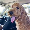 dog, golden_doodle, curly_fur, tongue_out, car_interior, passenger_seat, daylight, window, seat, leather_seat, pet, animal, canine, happy, tongue, closeup, side_view, transportation, travel, cute