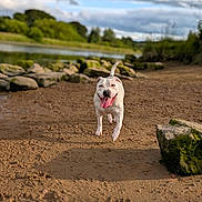 Belle is registered to the contest to win money with this photo: dog, white_dog, running, tongue_out, sand, river, rocks, moss, outdoor, nature, cloudy_sky, greenery, happy, pet, animal, daylight, landscape, playful, canine, path