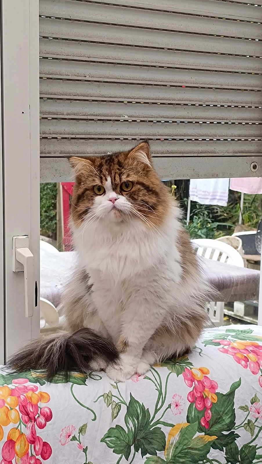 Nanami participe au concours pour gagner de l'argent avec cette photo : cat, fluffy, tabby, white, sitting, indoor, window, tablecloth, floral_pattern, tail, pet, domestic_animal, curtains, furniture, looking, eyes, whiskers, garden, chair, houseplant