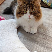 Nanami participe au concours pour gagner de l'argent avec cette photo : cat, fluffy, indoor, floor, blanket, pet, fur, animal, home, cozy, relaxed, whiskers, brown, white, yellow_eyes, portrait, cute, domestic, mammal, feline